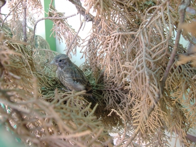 GOJJINI 2007_10