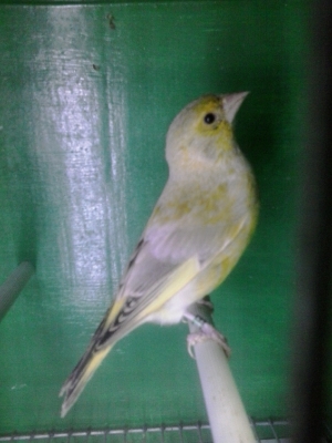 green finch_1