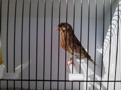 green finch_3