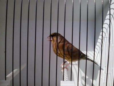 green finch_4