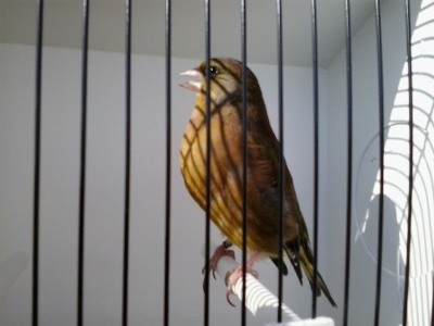 green finch_6