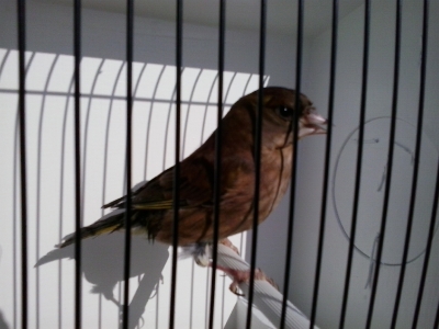 green finch_8