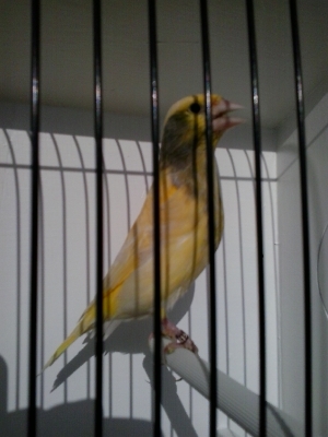green finch_9