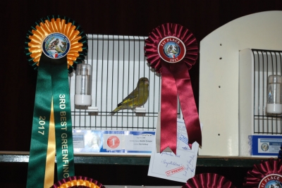 Austin Cutajar 3rd Best Greenfinch_1