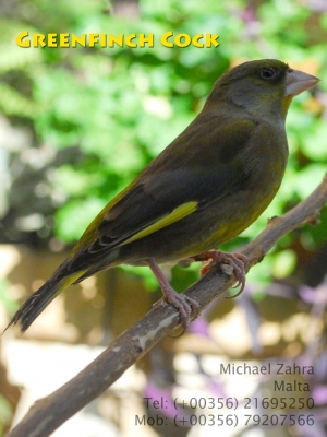 Greenfinch cock_6