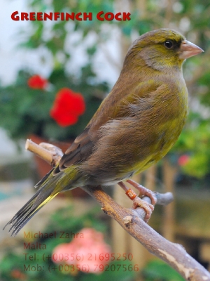 Green finch cock_1