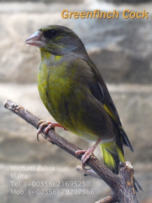 Greenfinch cock _3