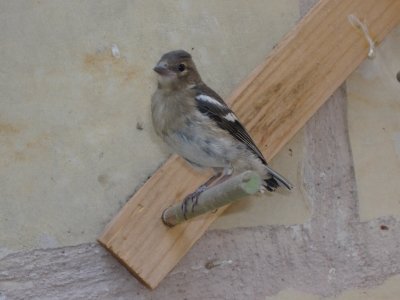 BREEDING 2009_2