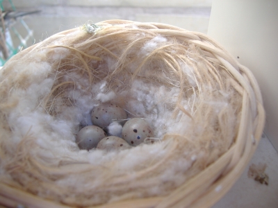 BREEDING 2009_3
