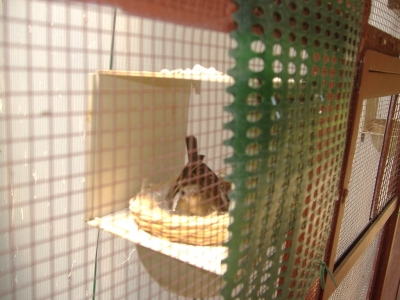 BREEDING 2009_6