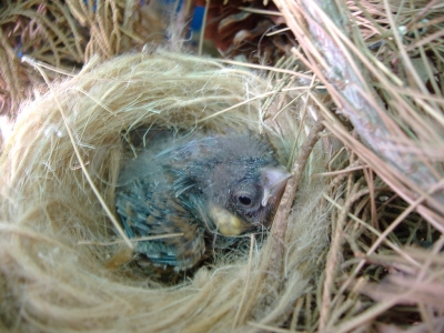 GOJJINI 2007_8