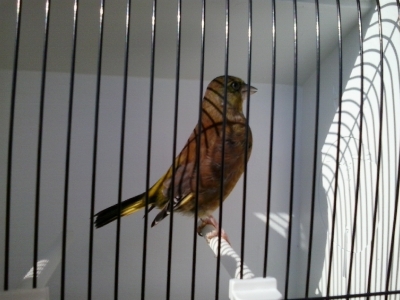 green finch_5