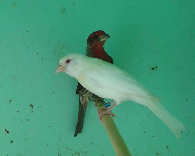 Housefinch_1