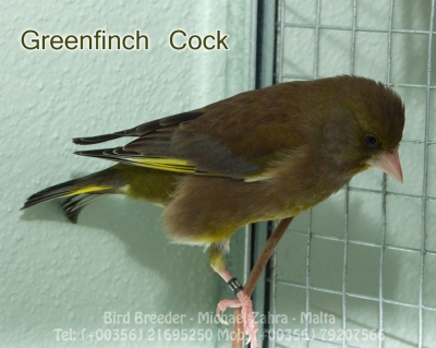 Greenfinch cock_7